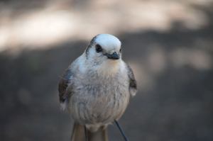 Our lunch companion at Echo Lake