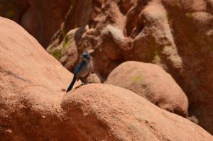 Our brilliantly-colored company in Garden of the Gods