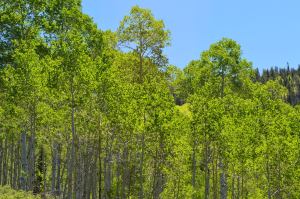 Aspens