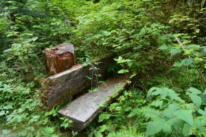 Bench in Staircase, Olympic National Park
