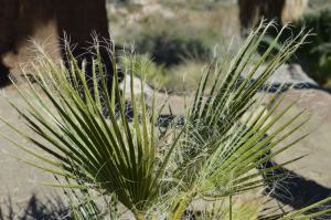 Greens of a Fan Palm, Joshua Tree National Park