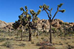 Joshua Tree National Park, California