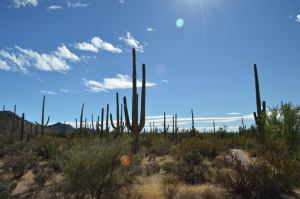Saguaro National Park, Arizona