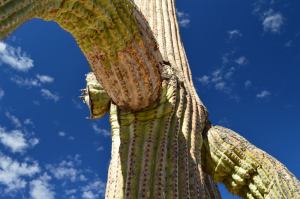 Saguaro Cactus, Arizona